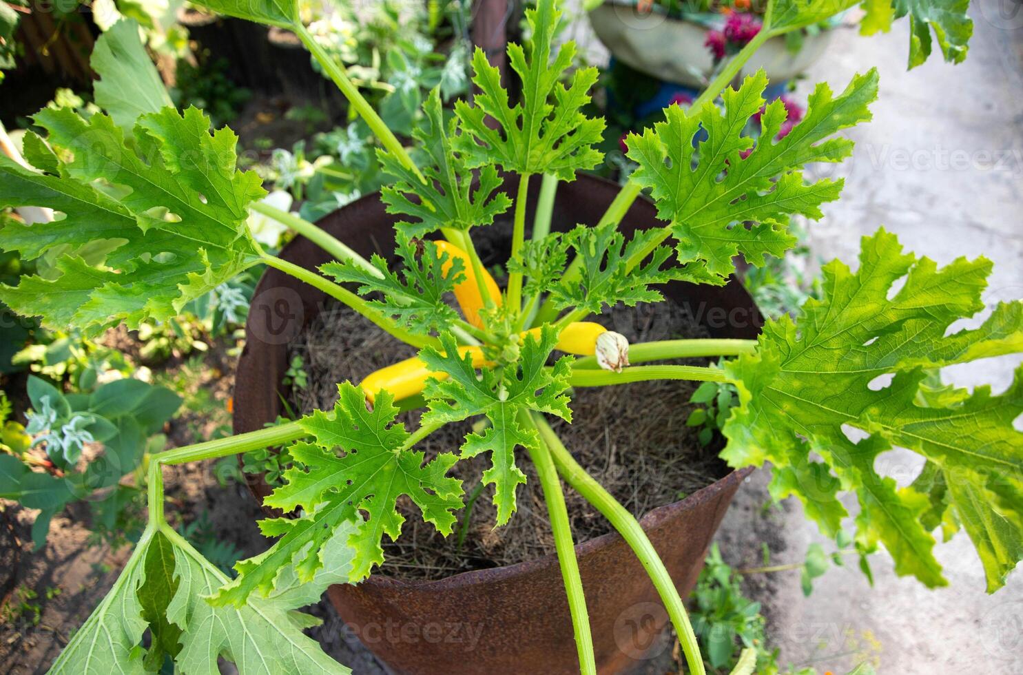 Beautiful yellow zucchini grows in the ground. Growing vegetables in the country. Summer sunny day, vegetarian. Squash photo