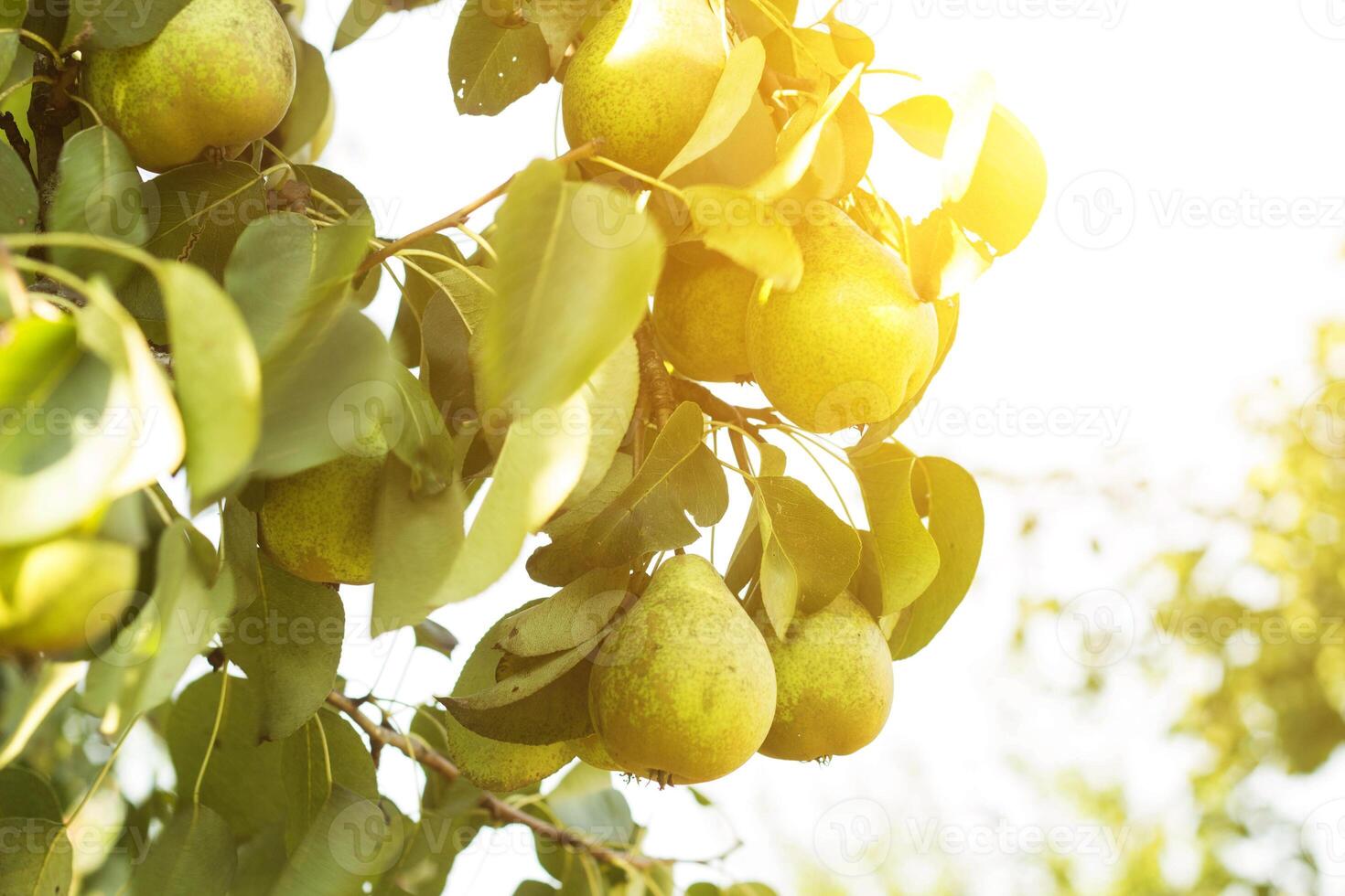 Pear tree, a branch on which grow pears, close-up, the sun photo