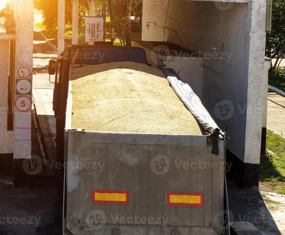 The truck loaded with grain grabs the scales, for further grain unloading, granule photo