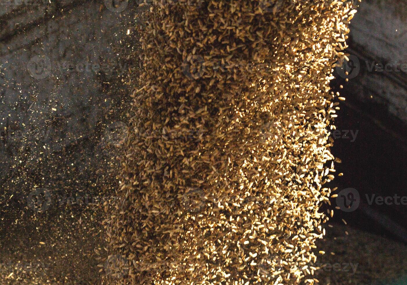 plant for processing and storing grain, loading grain into a truck body, close-up, crop photo