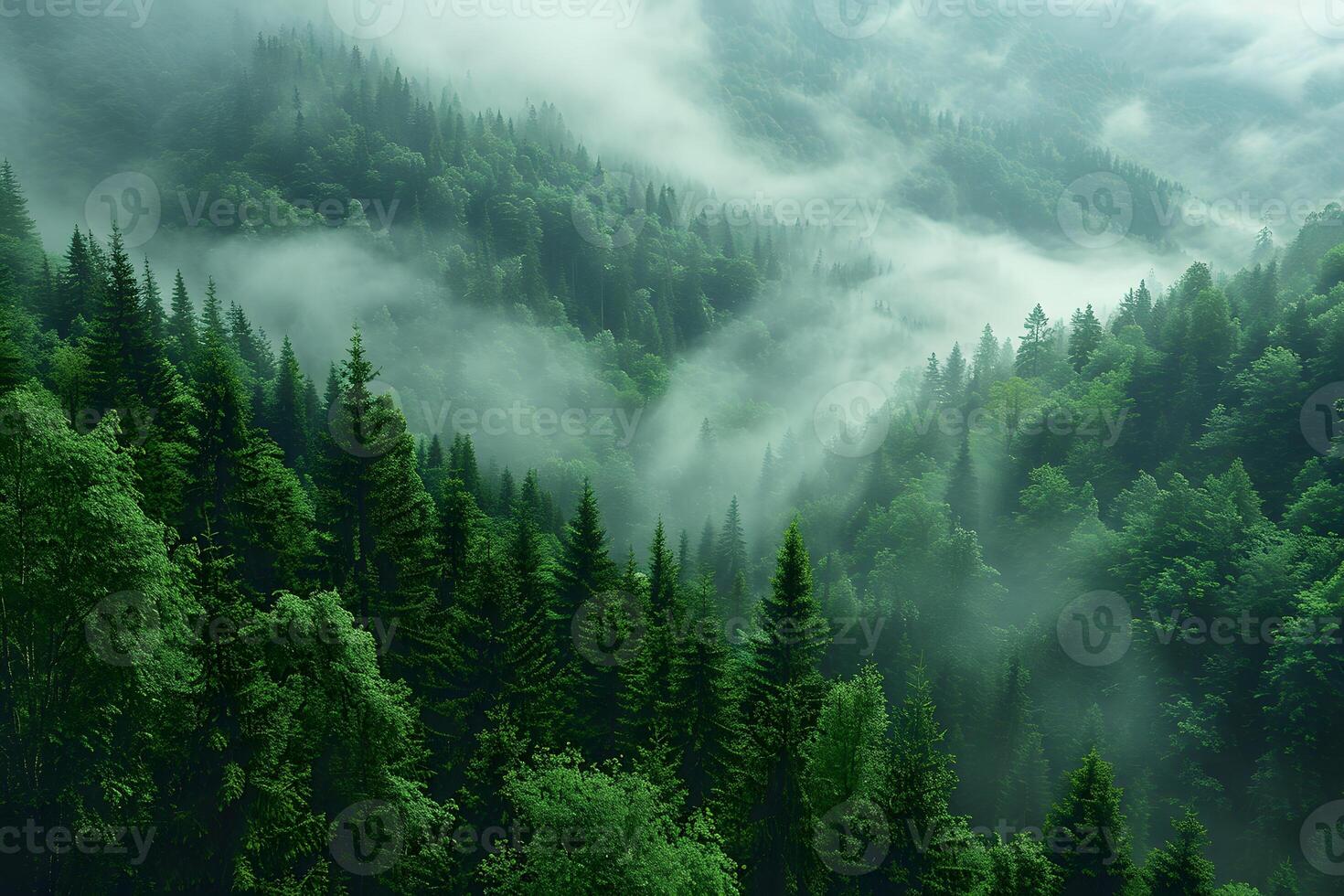 Misty Evergreen Forest Landscape with Dense Fog in a Serene Mountain Setting photo