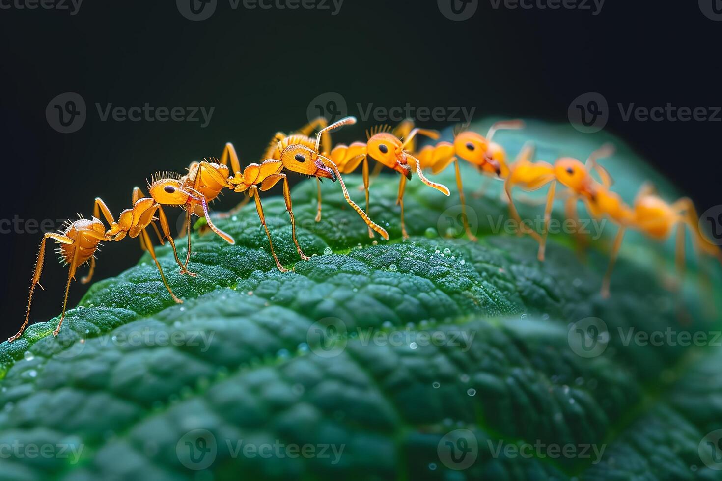 Close-Up of Yellow Ants on Green Leaf - Nature's Intricate Balance and Teamwork photo
