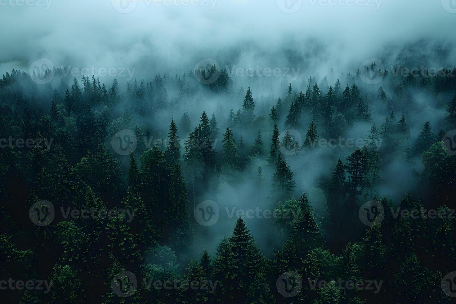 Mystical Foggy Forest Landscape with Pine Trees and Misty Atmosphere photo