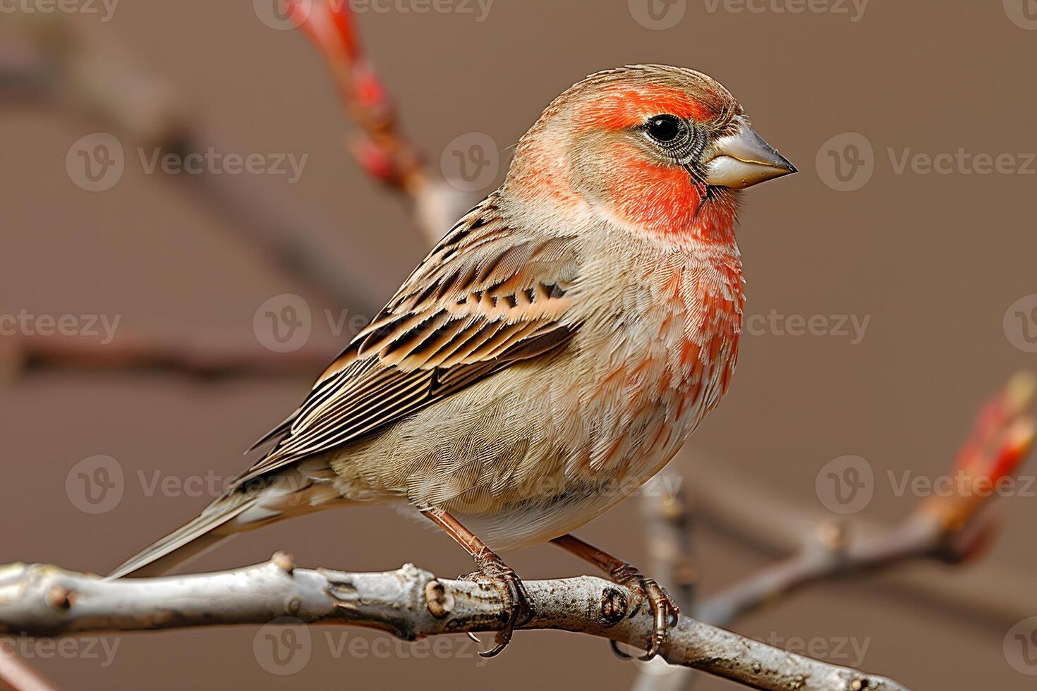 Vibrant Red-Cheeked Finch on a Branch in Springtime Nature Scene photo