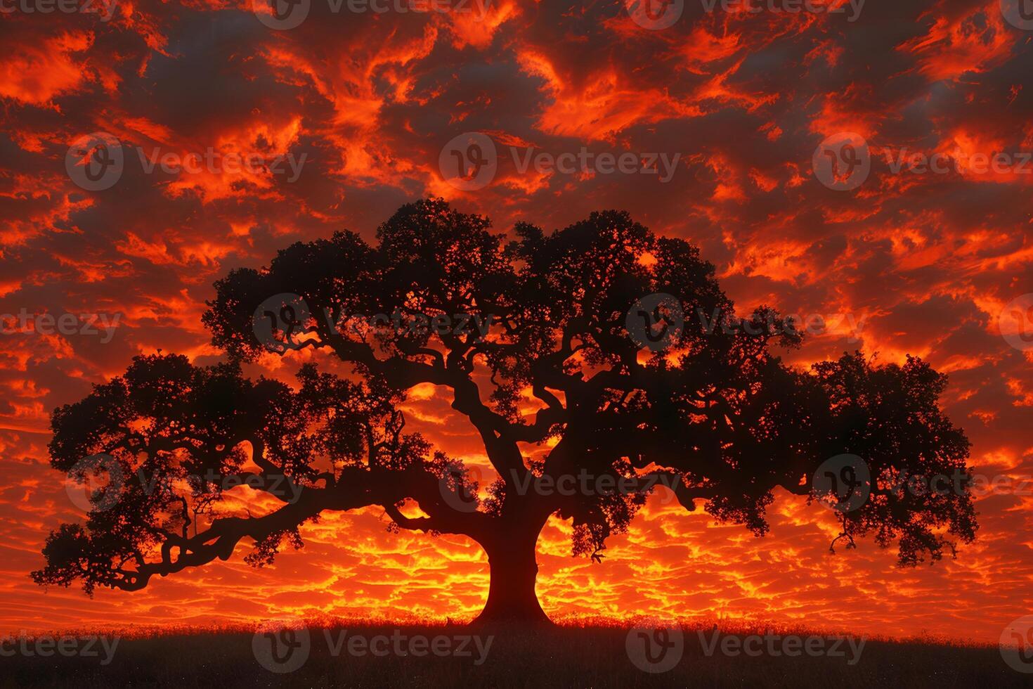 Majestic Oak Tree Silhouette Against Fiery Sunset Sky for Nature Posters and Prints photo