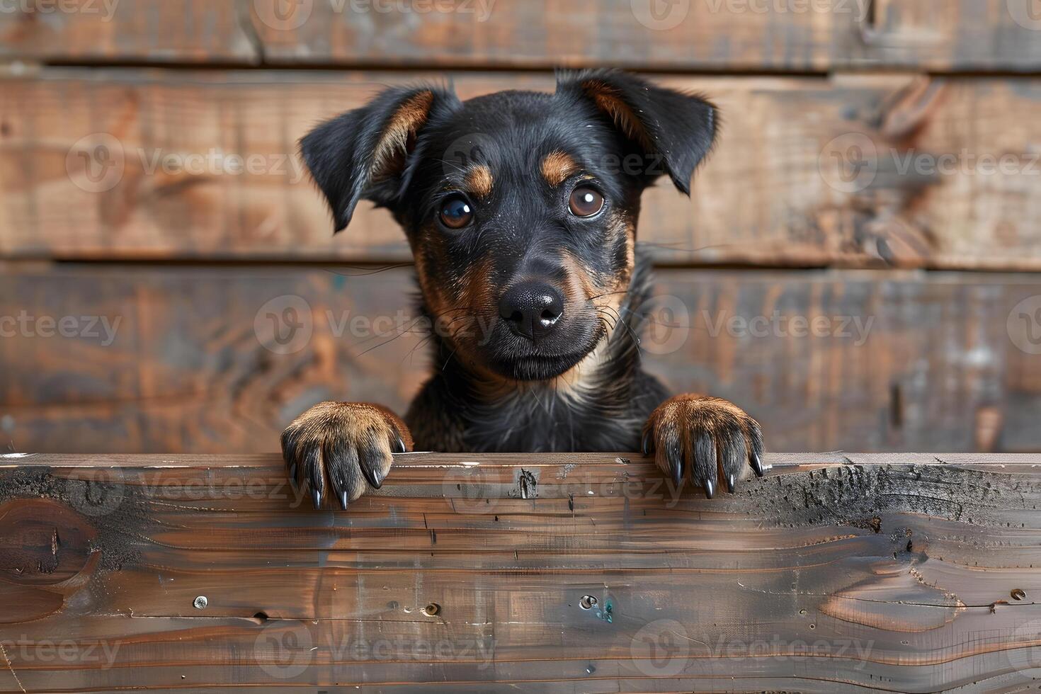 Curious Puppy Peeking Over Wooden Fence for Rustic Pet Photography photo