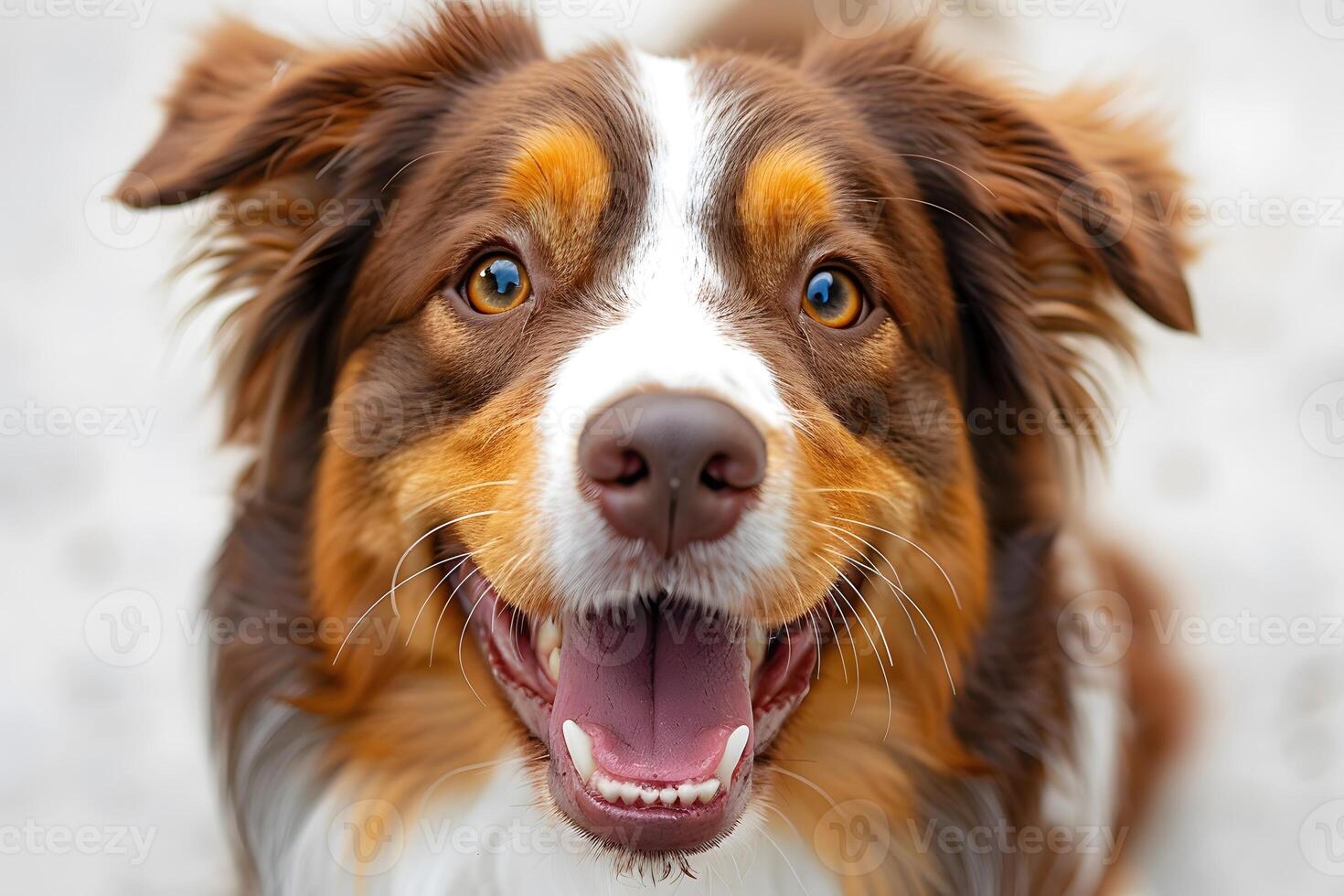 Joyful Australian Shepherd Dog with Lively Expression for Pet Photography and Animal Promotion photo
