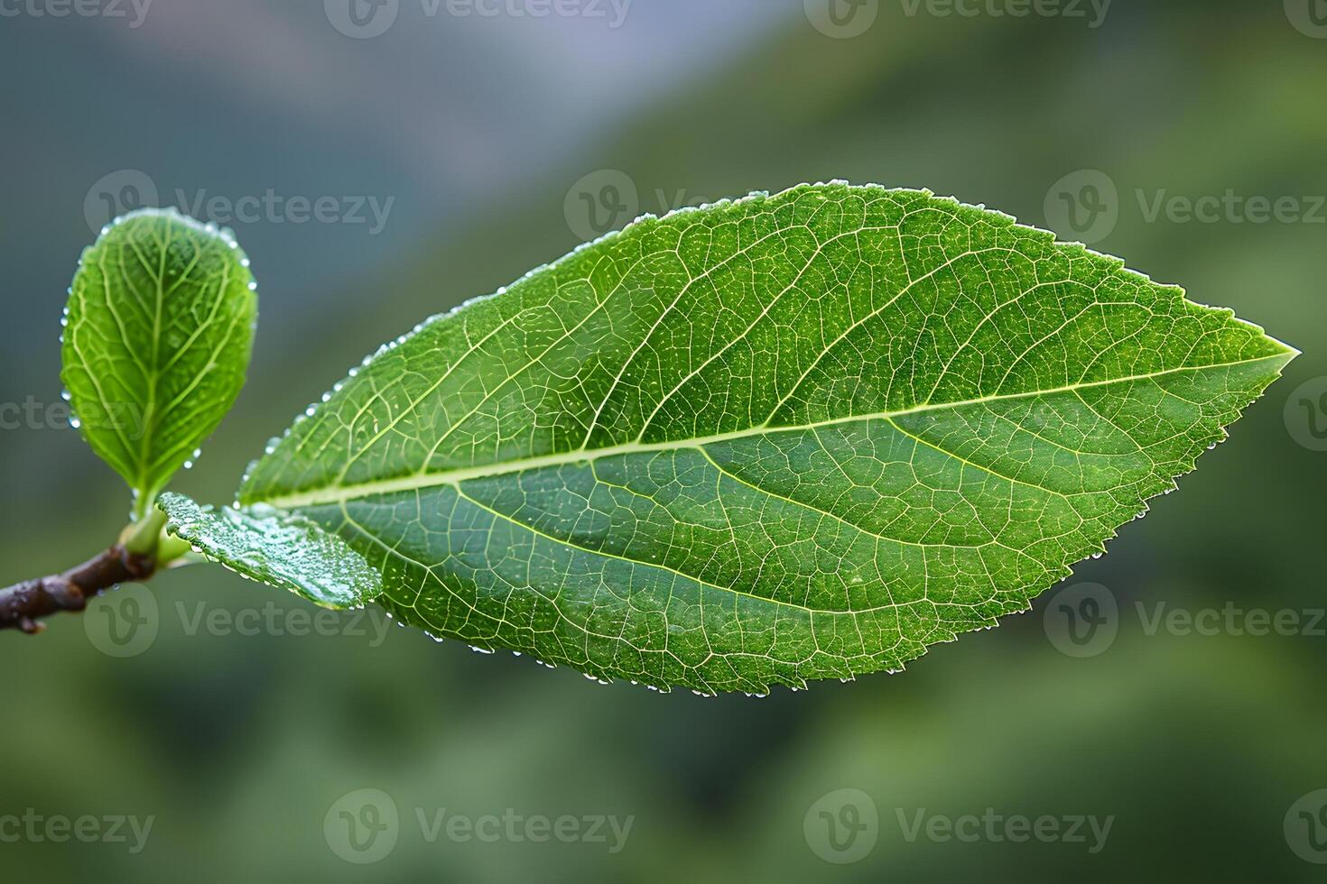 Close-Up of a Dew-Covered Leaf with Veins on a Fresh Green Background photo