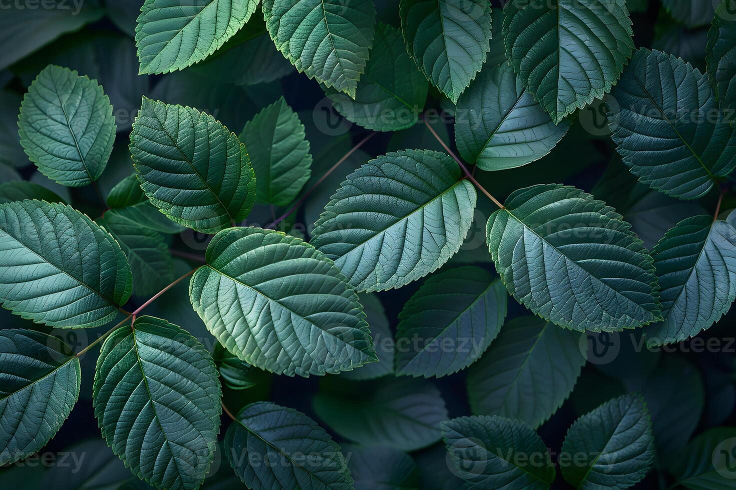 Lush Green Foliage with Vivid Leaf Patterns for Nature and Botany Design photo