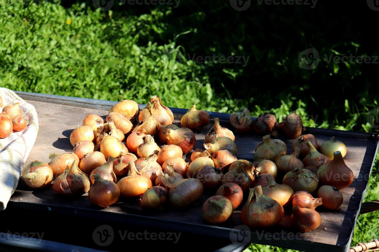 Onions on a board on a wheelbarrow in partial shade in the garden photo