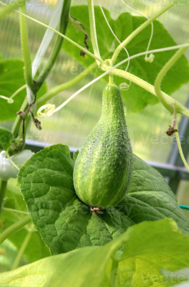 Large pimpled pear-shaped cucumber on a leaf in a greenhouse photo