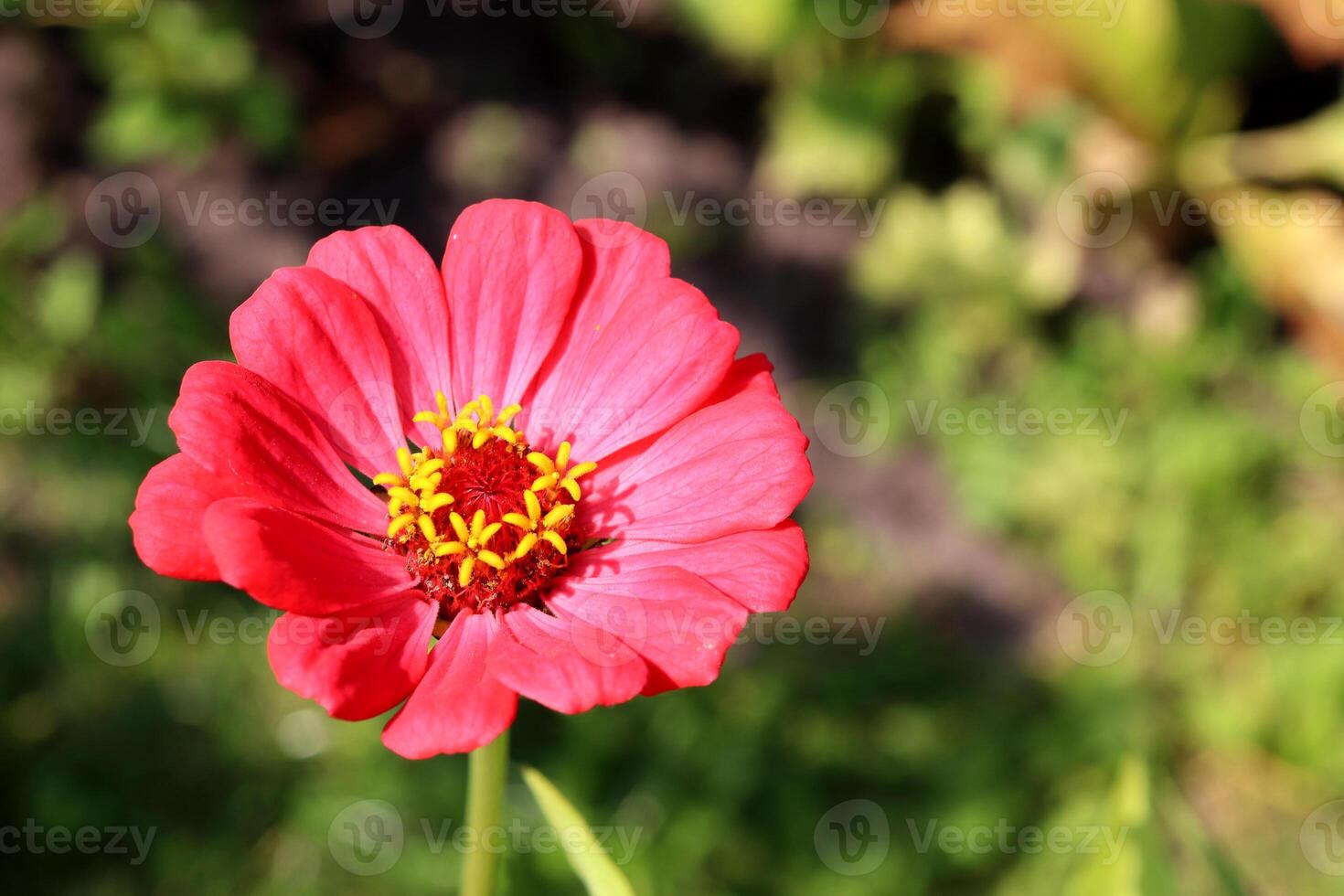 Coral zinnia on a green background in the garden photo