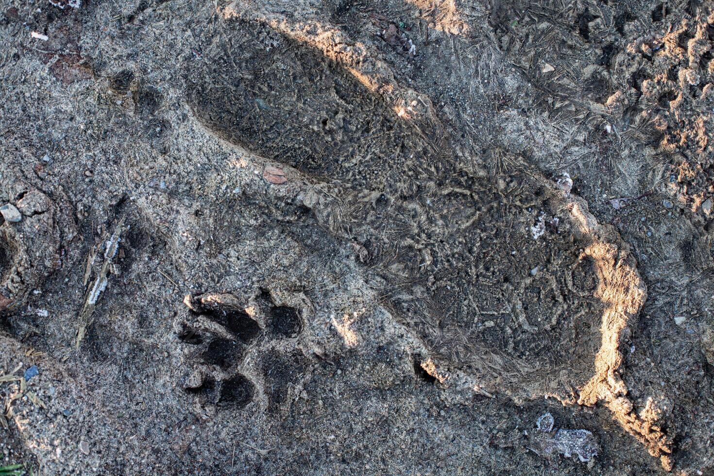 Footprint and Animal Paw Print in Wet Sand at a Nature Trail photo