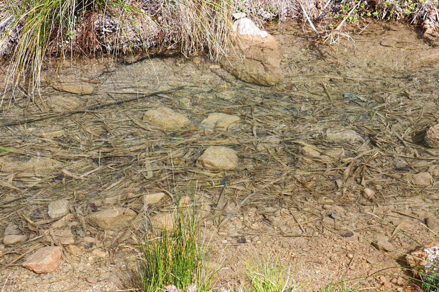 Clear Water Stream With Pebbles and Reeds in a Tranquil Nature Setting During Daylight photo