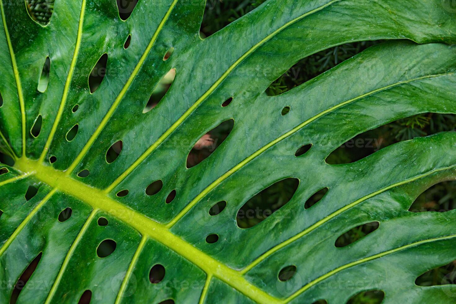 A Close-Up View of a Large Green Monstera Leaf Showcasing Its Unique Holes and Textures in Nature photo