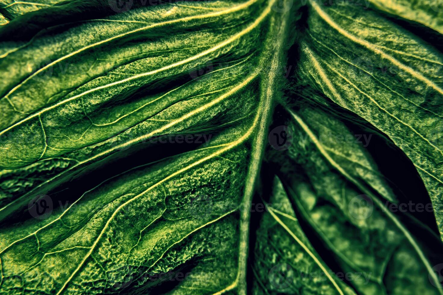 Close-up View of Vibrant Green Leaf Showcasing Intricate Vein Patterns and Textures photo