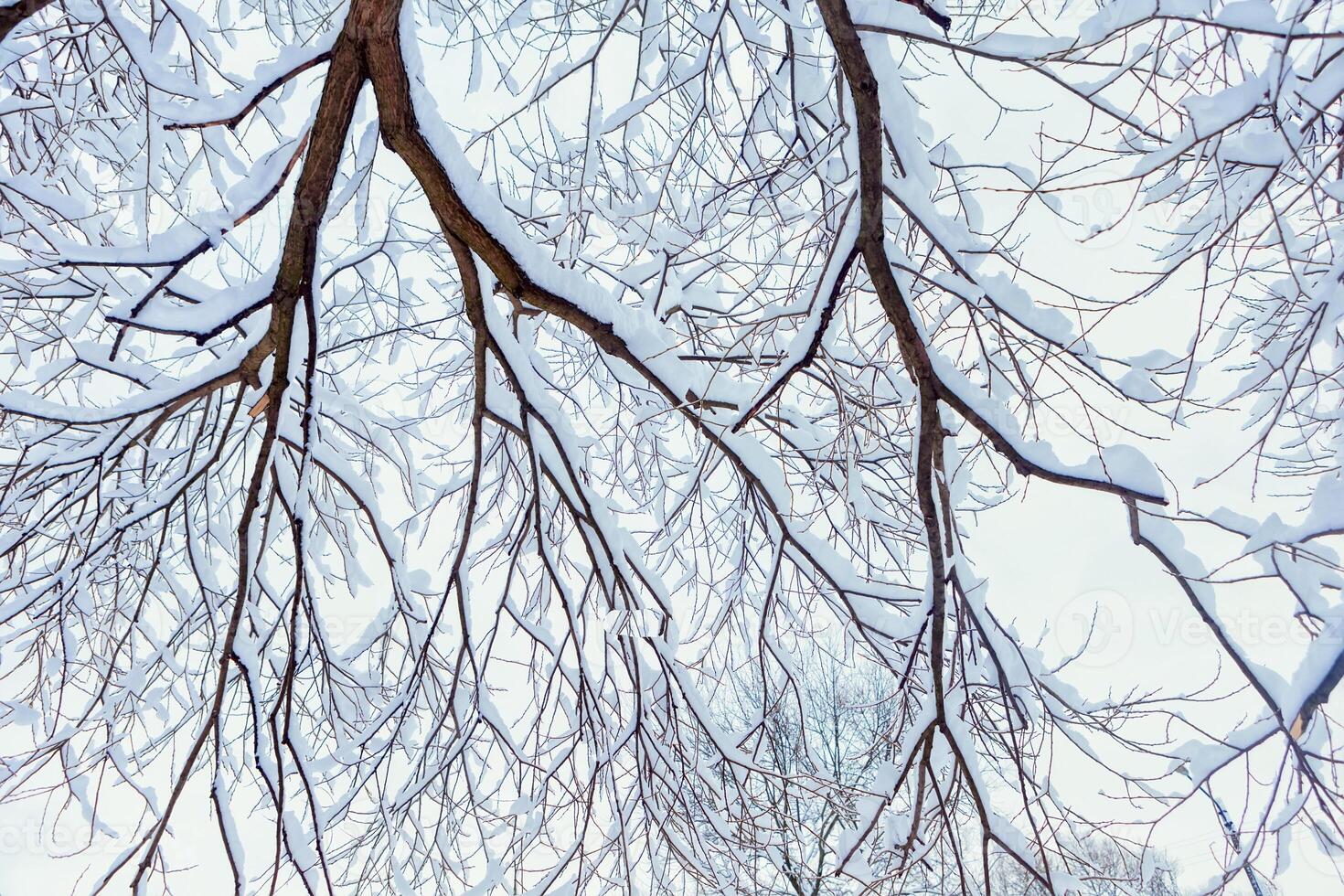 winter trees on snow. winter dry branches of trees in the snow. the bottom view. place for text photo