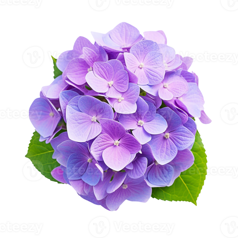 Hydrangea flower isolated on transparent background png