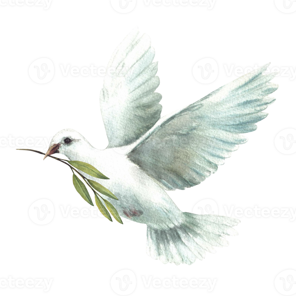 White dove with olive green branch. Flying pigeon bird, symbol of peace, religious sign. Watercolor hand drawn illustration for Christening, first communion, Baptism card. Isolated from background png