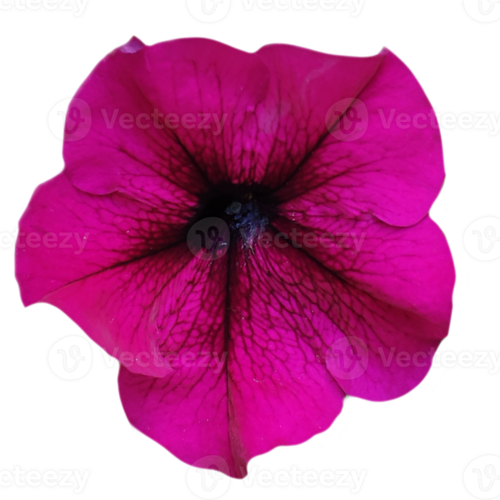 fuchsia-colored pitunia flower isolated from the background png