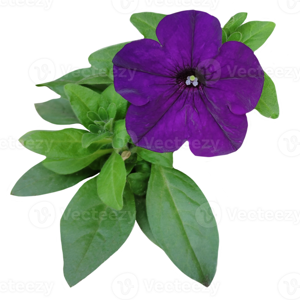 purple pitunia flower with foliage isolated from the background png