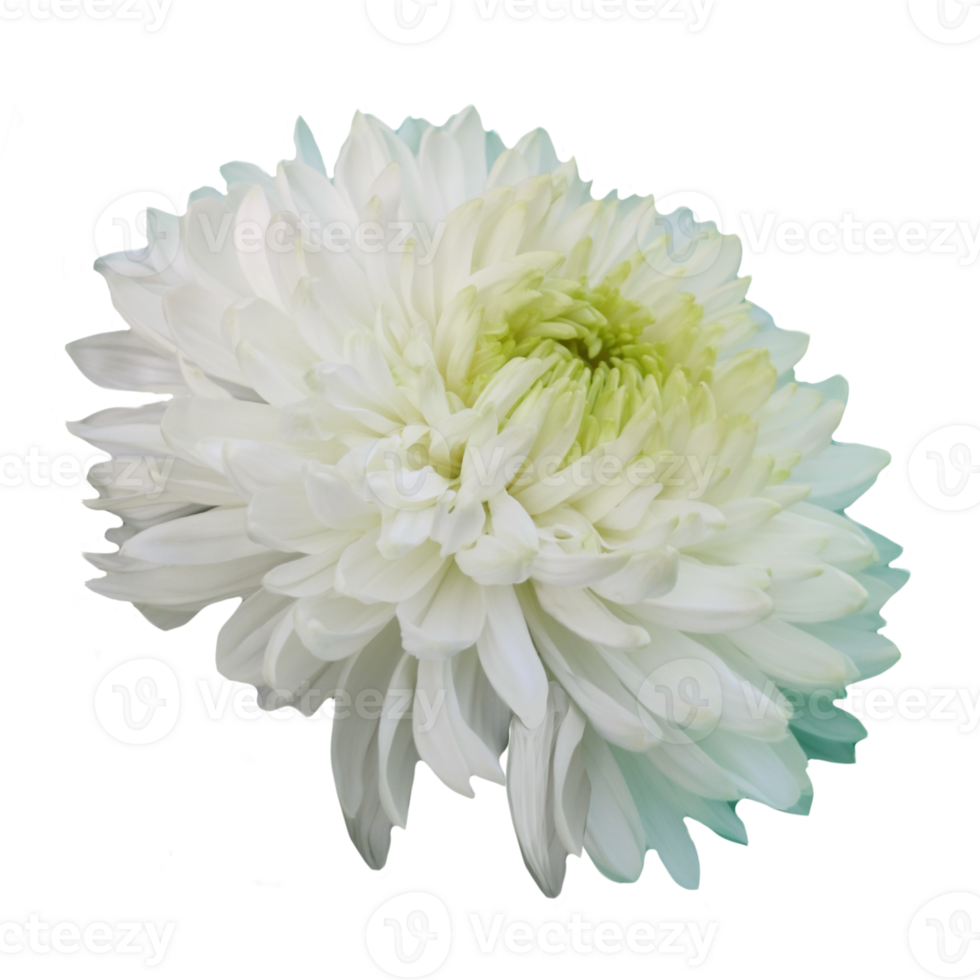 white chrysanthemum flower isolated from the background png
