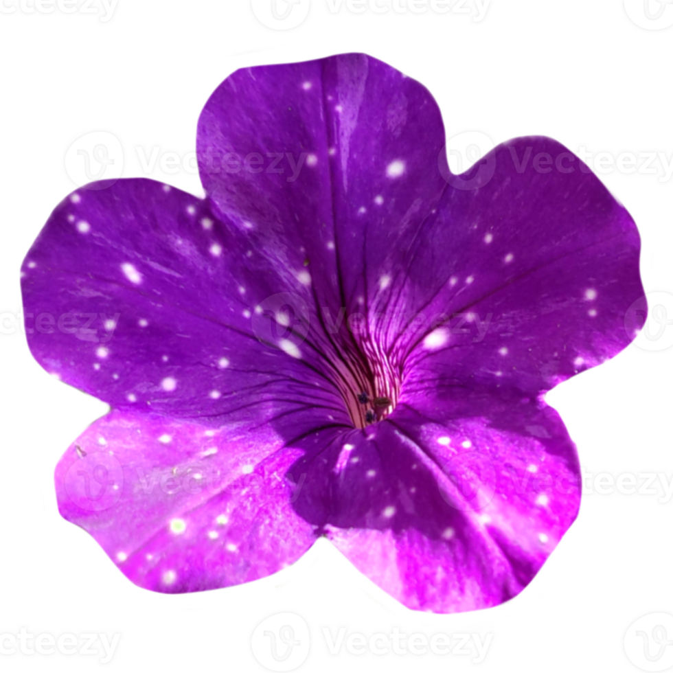 purple petunia flower close-up isolated from the background png