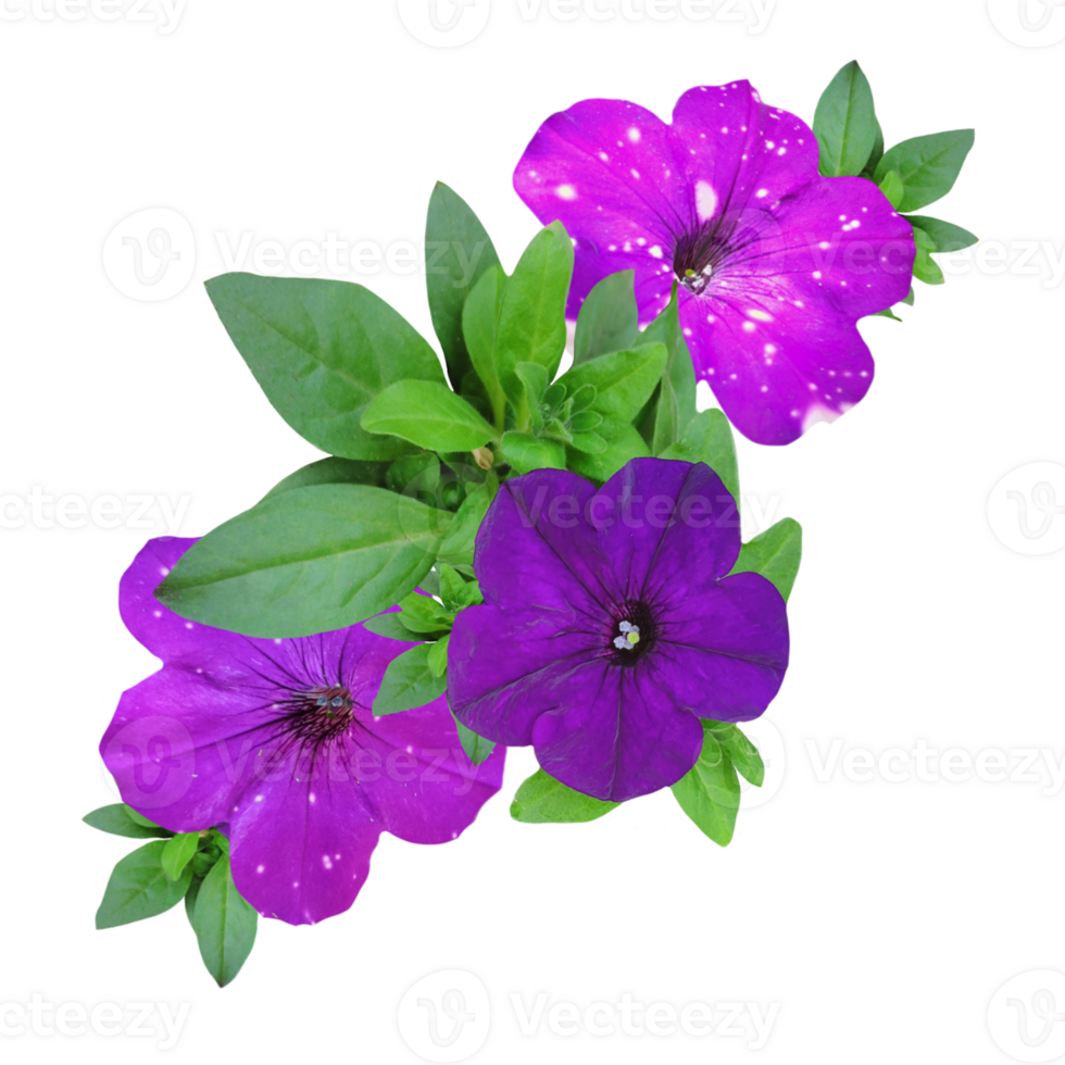 a group of purple pitunia flowers isolated from the background png