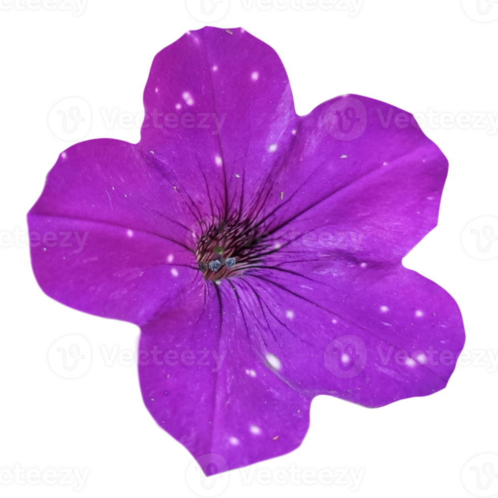 pitunia flower close-up isolated from the background png