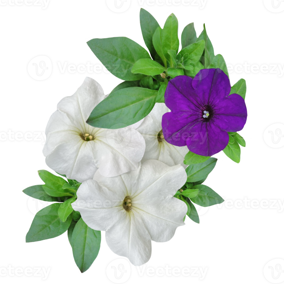 bouquet of flowers of multicolored petunias isolate png