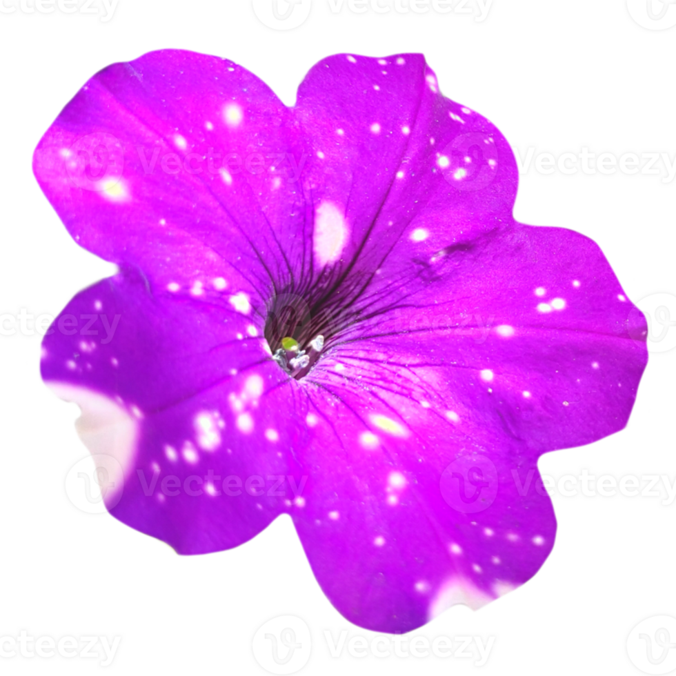 purple pitunia flower isolated from the background png