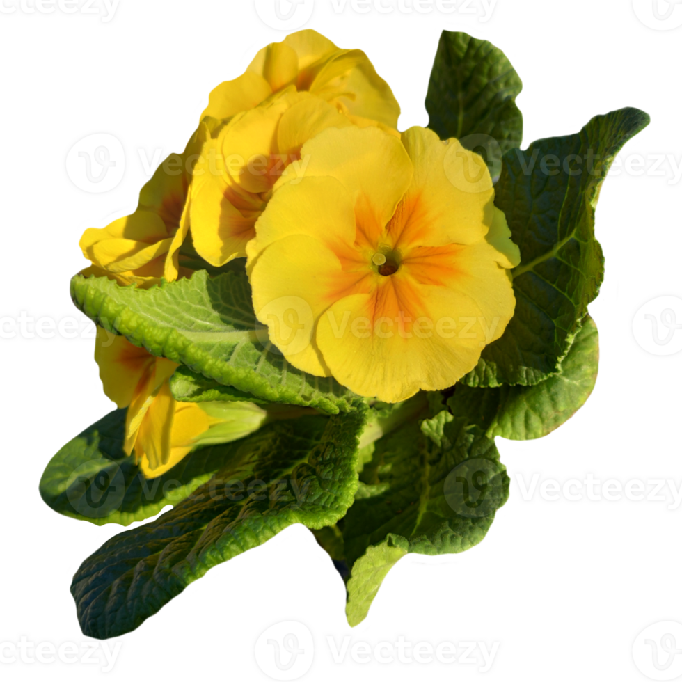 a group of yellow primrose flowers isolated from the background png
