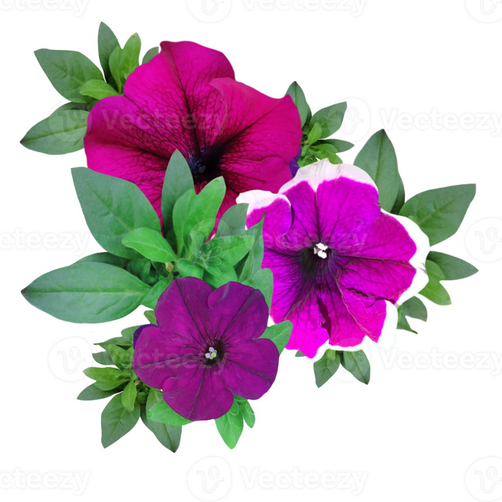 a bouquet of pink petunias flowers isolated from the background png