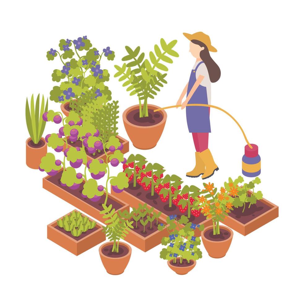 Female cartoon character watering berry, vegetable plants growing in pots and planters isolated on white background.Horticulture, organic gardening and farming.Colorful isometric illustration. vector
