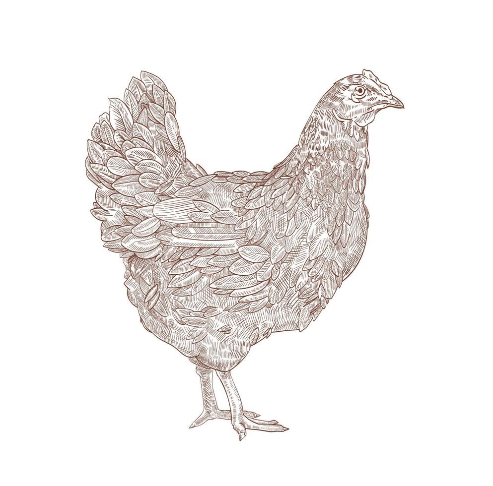 Hen or chicken hand drawn with contour lines on white background. Elegant monochrome drawing of domestic farm poultry bird. illustration in vintage woodcut, engraving or etching style vector
