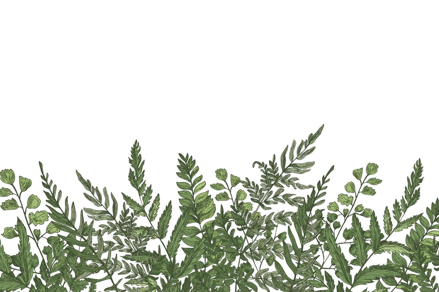 Horizontal background with beautiful ferns, wild herbs or green herbaceous plants growing at bottom edge on white background. Herbal backdrop or border. Beautiful realistic illustration vector