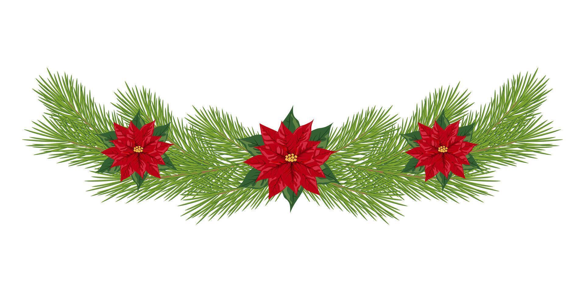 Christmas garland with red poinsettia flowers and pine branches on white background. Festive decoration element. Christmas and winter holiday concept. vector