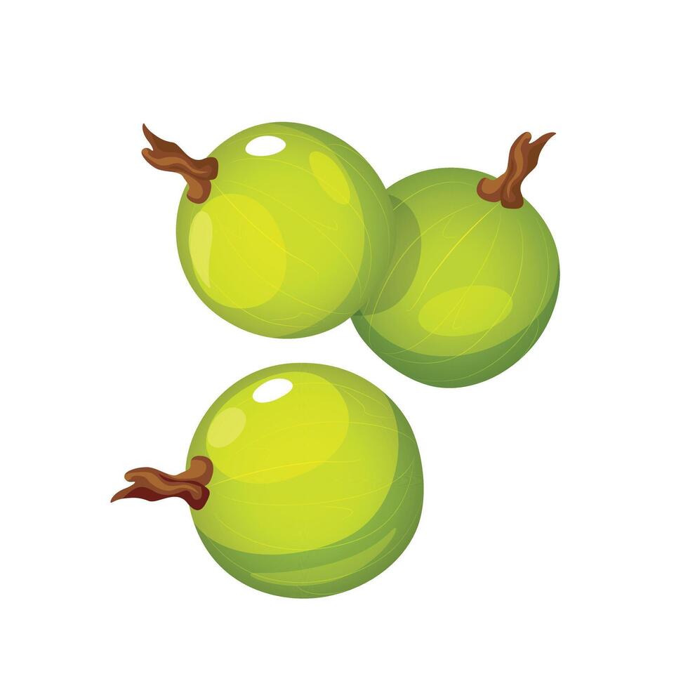 Fresh gooseberry fruits isolated on white background. vector