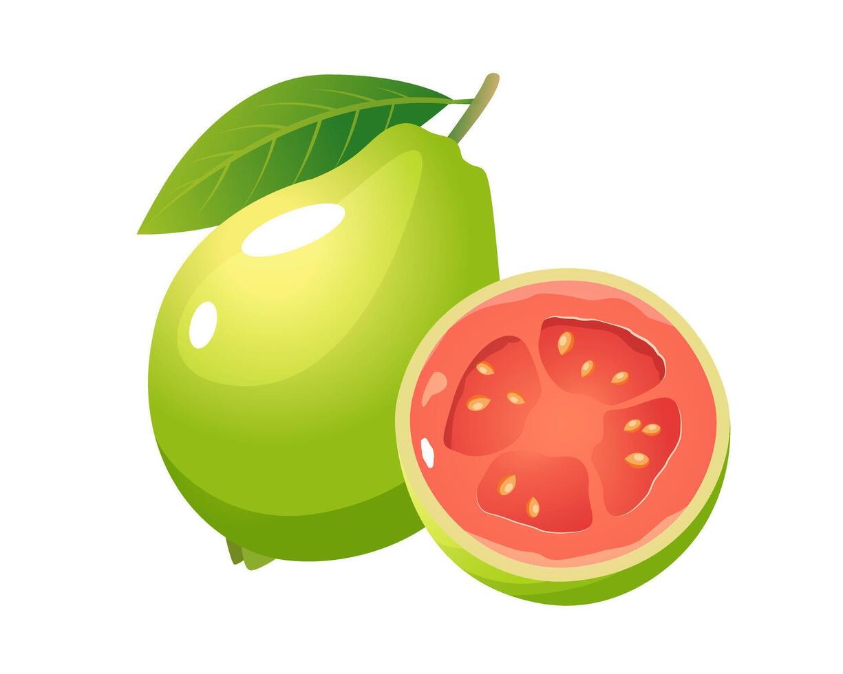 Tropical whole and half guava fruit isolated on a white background. vector