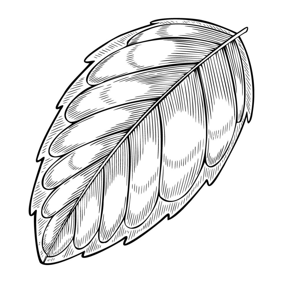 Black and white line art of a Mint Leaf. outline drawing of medical plant for herbal medicine or aromatherapy. Monochrome engraving of herb in vintage style for cookery book or recipe. vector