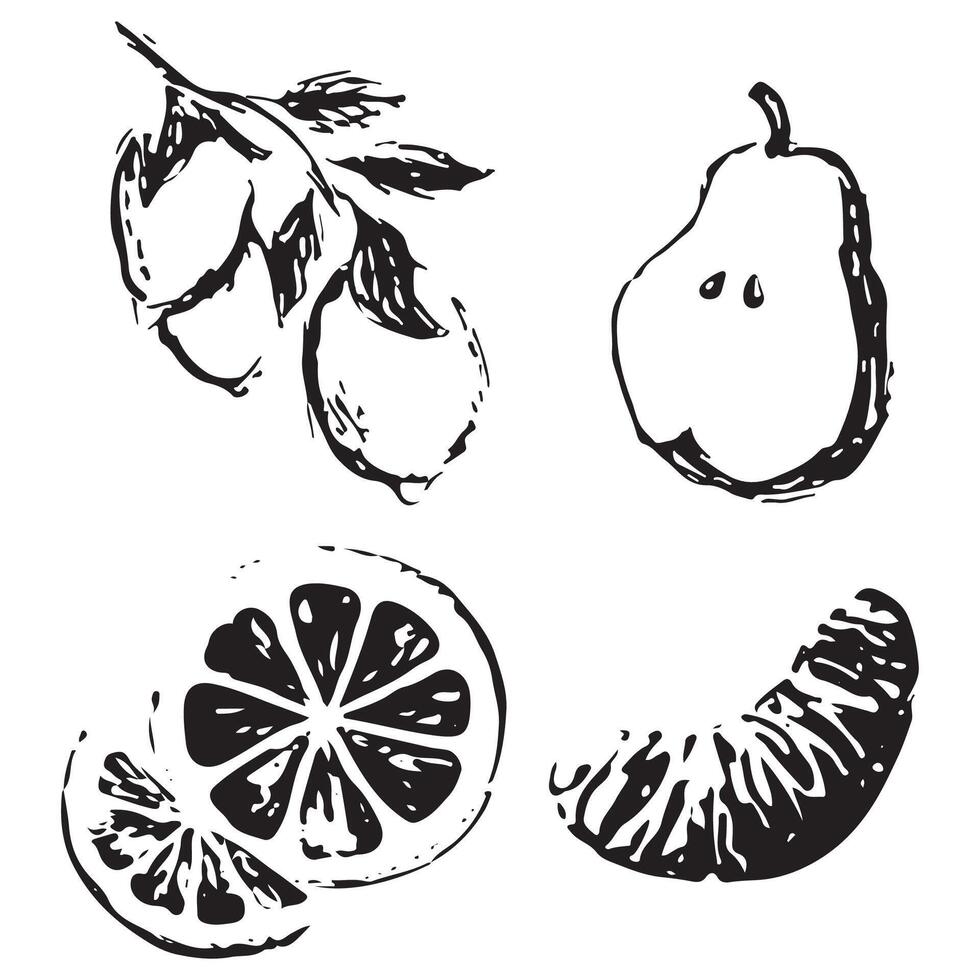 big set of various fruits drawn in sketch style namely lemon, orange, tangerine and pear drawn with black lines vector