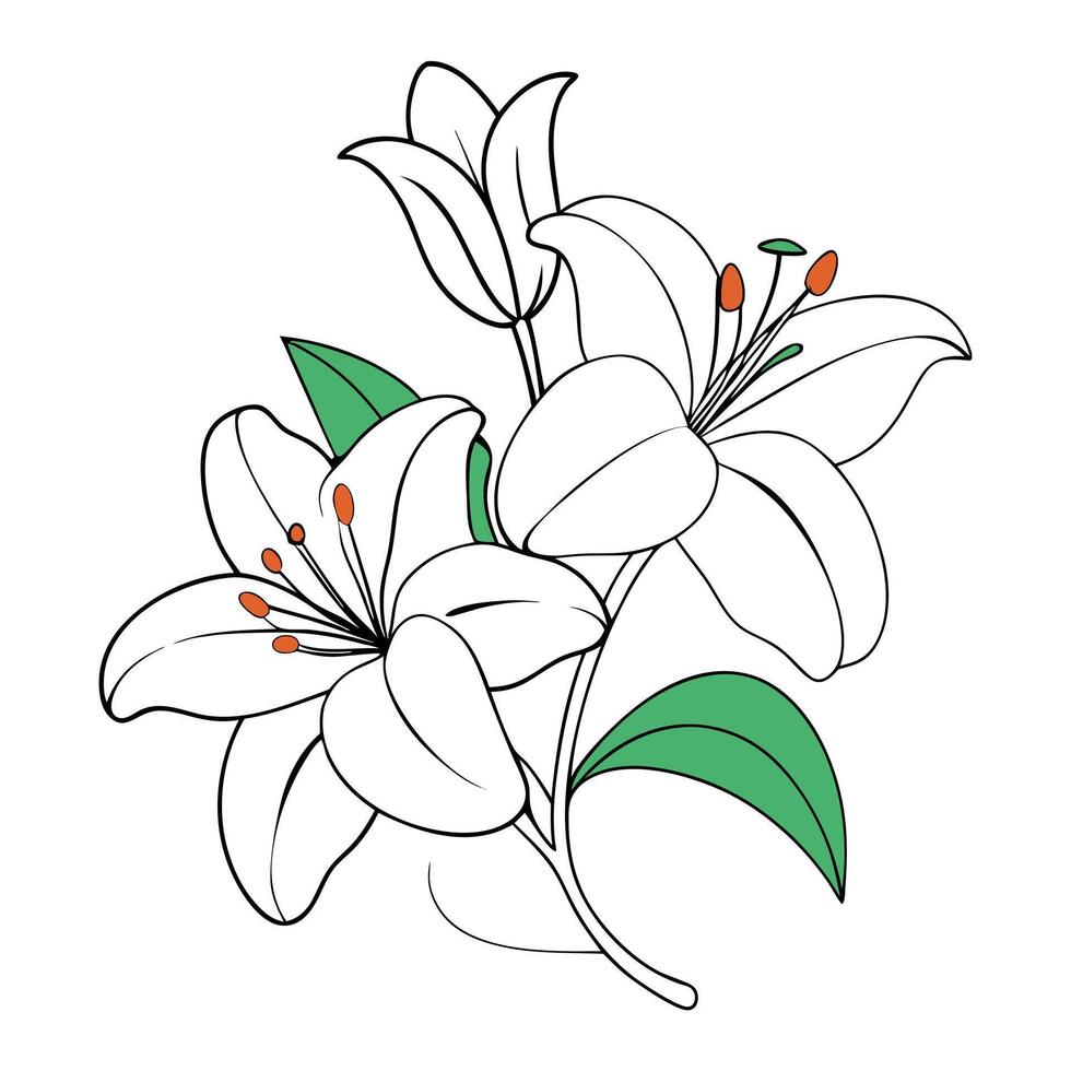 Lily flower coloring book page for children and adults vector