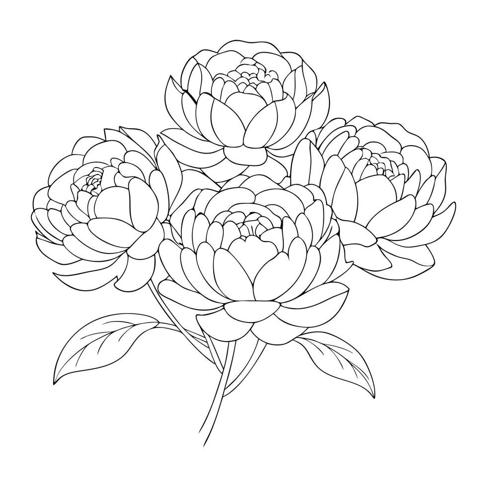 Peony flower line art drawing vector