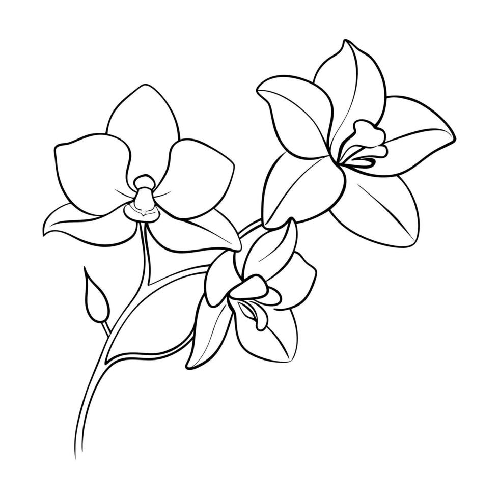 Orchid flower line art vector