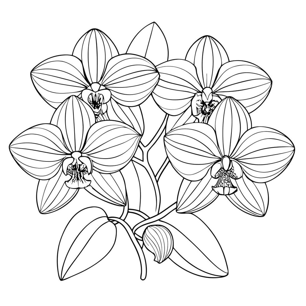 Orchid flower line art drawing vector