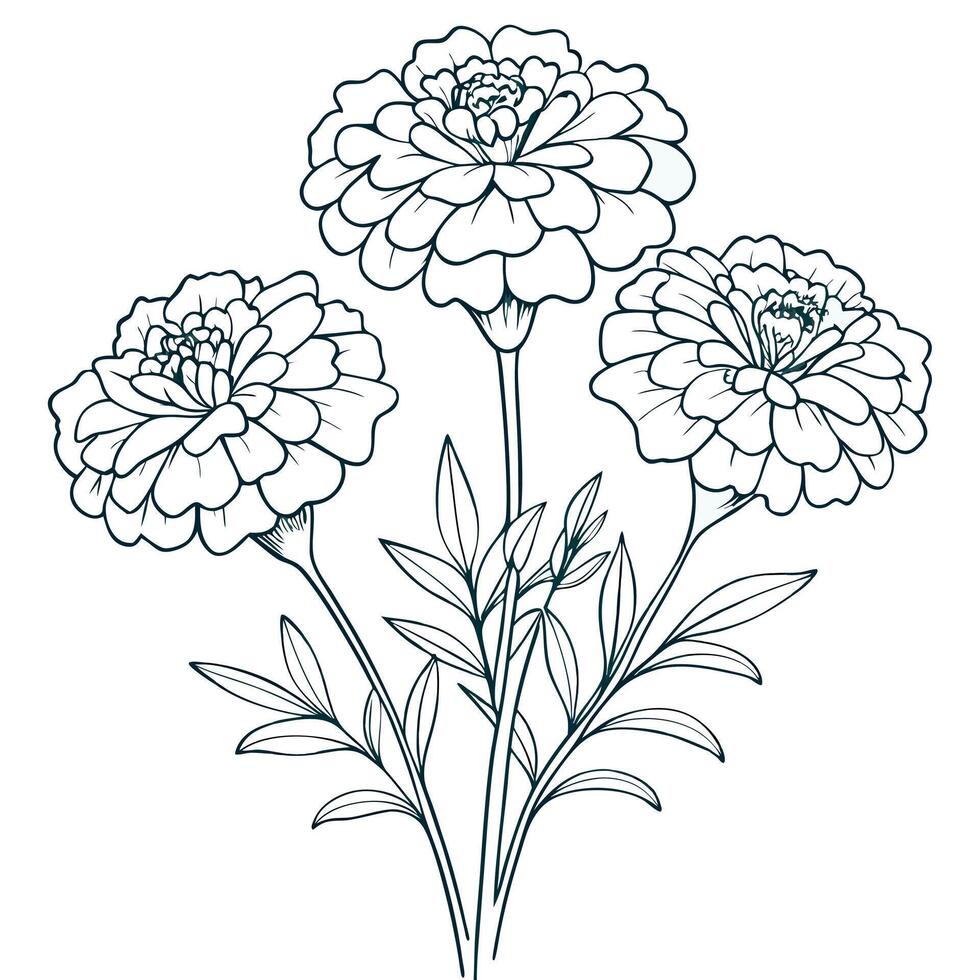 Marigold flower line art drawing vector