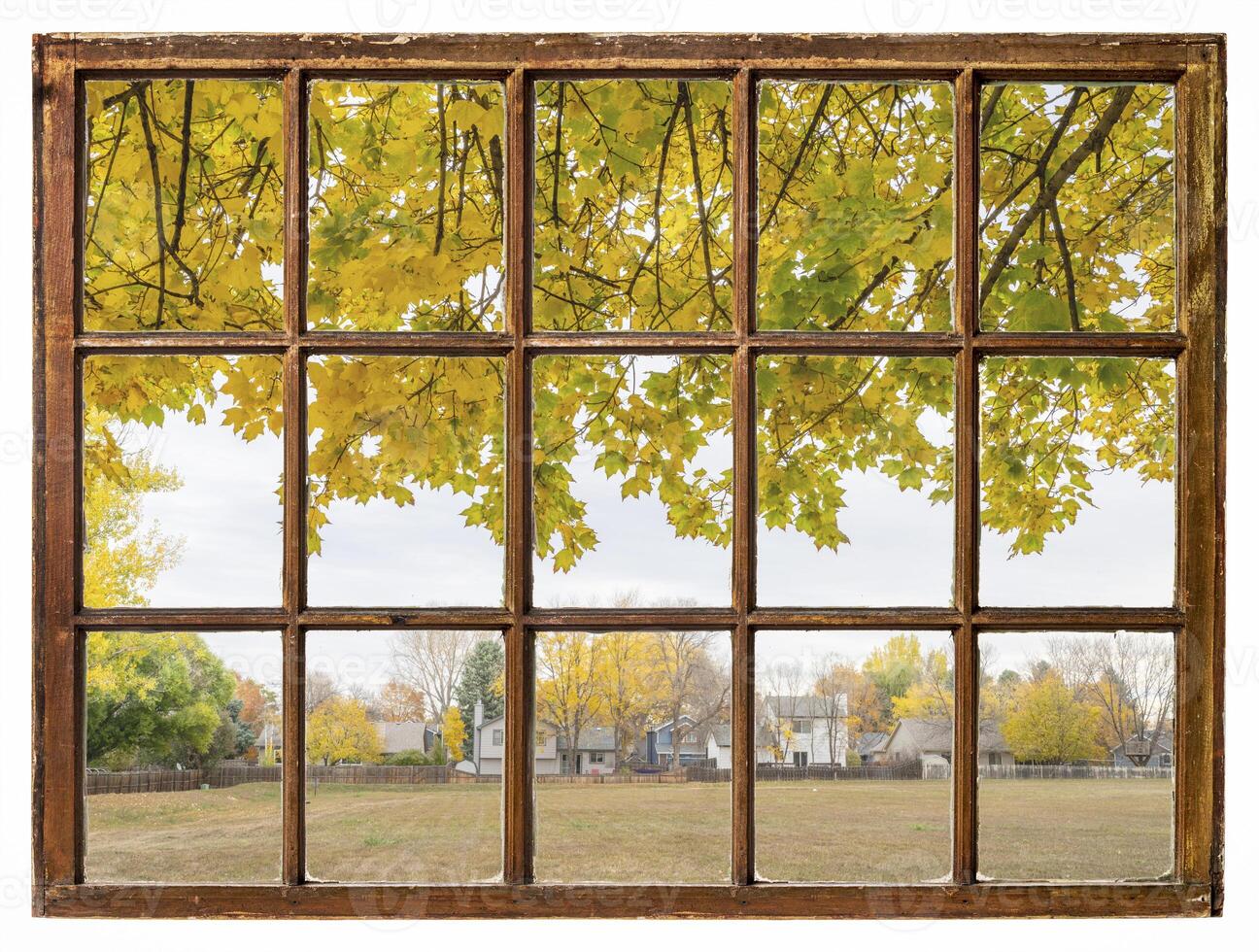 nostalgic fall landscape in residential area with a maple tree as seen from a vintage sash window photo