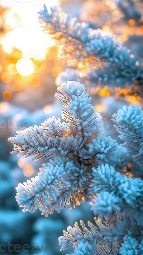 Stunning close-up of frosty evergreen branches illuminated by warm sunrise. Golden sunlight contrasts beautifully with the icy texture of the needles, ideal for seasonal themes, holiday photo