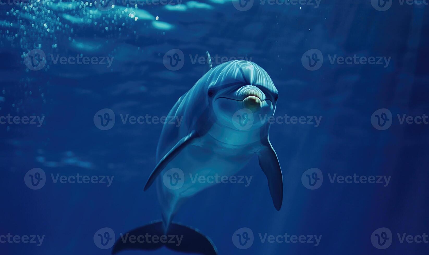 A dolphin is swimming in the ocean photo