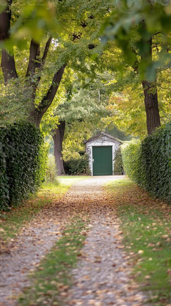 Path winds between vine rows toward storage building , wallpaper art photo